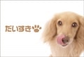 ポストカード　メッセージ　愛・大好き　動物　犬　［DD1009］|愛・大好き|メッセージ
