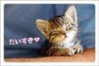 ポストカード　メッセージ　愛・大好き　動物　猫　［DD1012］|愛・大好き|メッセージ