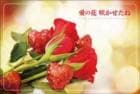 ポストカード　メッセージ　愛・大好き　花　［DD1017］|愛・大好き|メッセージ