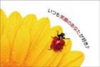 ポストカード　メッセージ　出逢いに感謝・笑顔　花　てんとう虫　［DE1003］|出逢いに感謝・笑顔|メッセージ