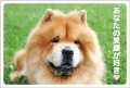 ポストカード　メッセージ　出逢いに感謝・笑顔　動物　犬　［DE1009］|出逢いに感謝・笑顔|メッセージ