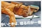 ポストカード　メッセージ　人生訓・その他　動物　犬　［DF1001］|人生訓・その他|メッセージ