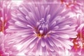 ポストカード　メッセージ　人生訓・その他　花　［DF1004］|人生訓・その他|メッセージ