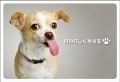 ポストカード　メッセージ　人生訓・その他　動物　犬　［DF1011］|人生訓・その他|メッセージ