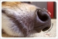 ポストカード　メッセージ　人生訓・その他　動物　犬　鼻　［DF1014］|人生訓・その他|メッセージ