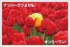 ポストカード　メッセージ　人生訓・その他　花　チューリップ　［DF1016］|人生訓・その他|メッセージ