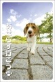 ポストカード　メッセージ　人生訓・その他　動物　犬　［DF2005］|人生訓・その他|メッセージ
