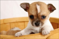 ݥȥɡ񤭥ڡ&åʤưʪ&ʪHA1008