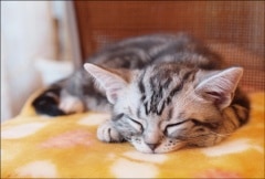 �ݥ��ȥ����ɡ���񤭥��ڡ���&��å������ʤ���ưʪ&��ʪ��ǭ����HA1010��