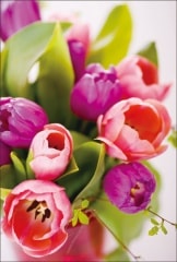 �ݥ��ȥ����ɡ���񤭥��ڡ���&��å������ʤ�����ʪ�����塼��åס���HB2017��