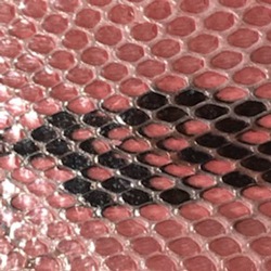 COCOCELUX GOLD�����׎͎ގټ����������Ǝݎ��ގʎߎ����ݡ����ώ��Ď̎��ݎ�������L