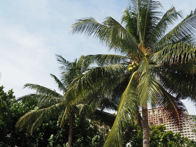 �������졢���ߤˤĤ� �ò����������˥å������ʥåĥ��꡼�� 400ml