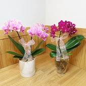 �ڥ��եȷ��������ʡۥ��쥯��[�١����å�] (2��Ω��)��[���饹]�ֿ����ޤ���(1��Ω��)