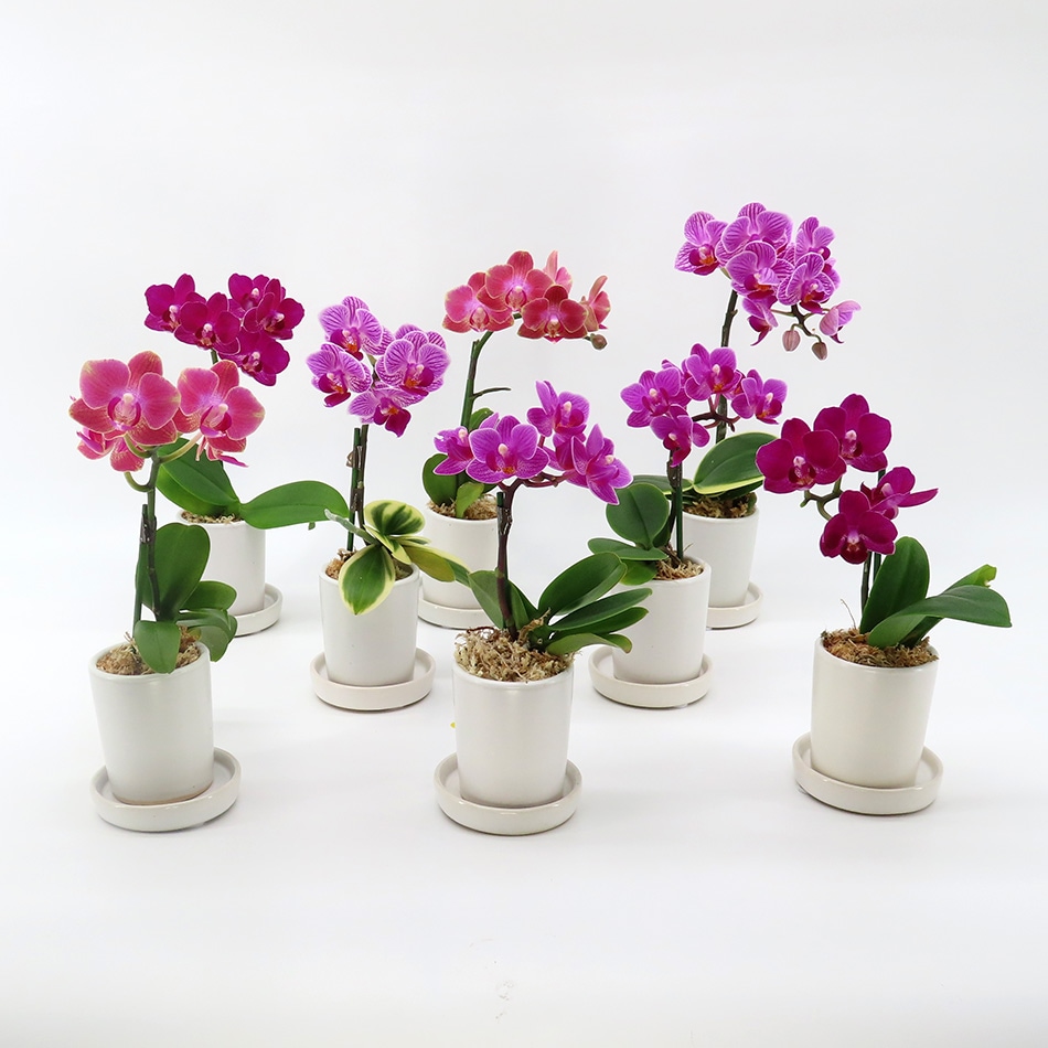 ナノ]8鉢アソート | サイズから選ぶ,ナノ | COCOLAN SHOP