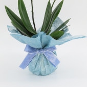 �ڥ��ץ����ۥ�åԥ�[�ʥ�]�ߥå�����[�١����å�]��[�ȡ���]����