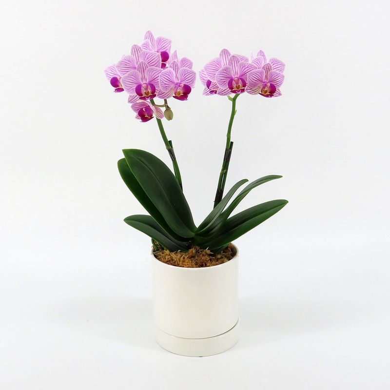 [�١����å�]���ȥ饤�ץѡ��ץ�(2��Ω��)�ڥ��顼�ѥå�������