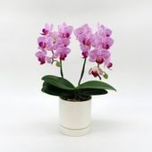 [�١����å�]���ȥ饤�ץѡ��ץ�(2��Ω��)�ڥ��顼�ѥå�������