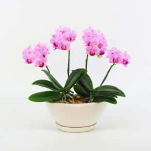 [����ȥ�]���ȥ饤�ץѡ��ץ�ڥ��顼�ѥå�������