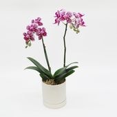 [�ȡ���]��(����������)(2��Ω��)�ڥȡ���ѥå�������