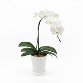 []ѡۥ磻(Ω)ڥۥ磻ȥѥå