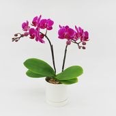 [�ȡ���]�٥꡼�ԥ�(2��Ω��)�ڥȡ���ѥå�������