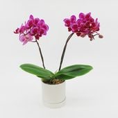 [�١����å�]�ȥե쥢(2��Ω��)�ڥ��顼�ѥå�������