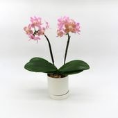 [�١����å�]�ԥ奢�ԥ�(2��Ω��)�ڥ��顼�ѥå�������