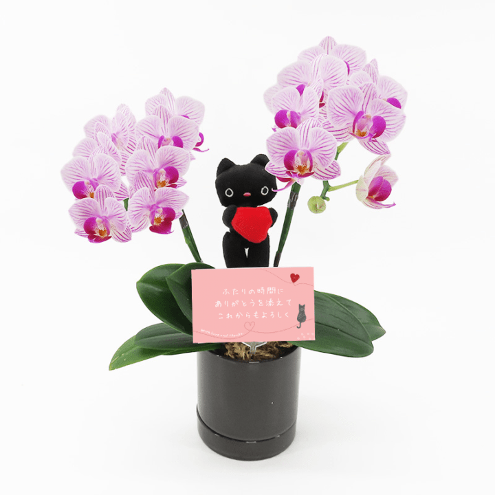 Ԥؤ[١å]ȥ饤ץѡץ(2Ω)ڥ顼ѥå