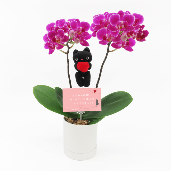 Ԥؤ[ȡ]٥꡼ԥ(2Ω)ڥȡѥå