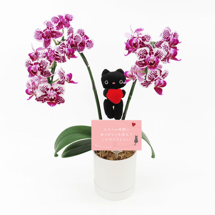 Ԥؤ[ȡ](2Ω)ڥȡѥå