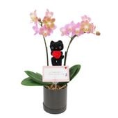 Ԥؤ[١å]ԥ奢ԥ(2Ω)ڥ顼ѥå