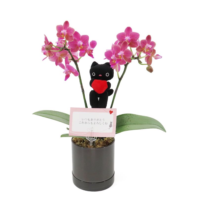 Ԥؤ[١å]Ȥ(2Ω)ڥ顼ѥå