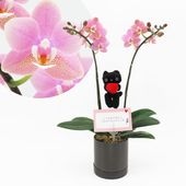 Ԥؤ[ȡ]եԥ(2Ω)ڥȡѥå