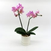 [�ȡ���]�ե������ԥ�(2��Ω��)�ڥȡ���ѥå�������