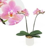 [ȡ]եԥ(2Ω)ڥȡѥå