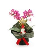 �ԥ��ꥹ�ޥ���[�١����å�]�Ȥ�����(2��Ω��)�ڥ��顼�ѥå�������