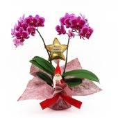 �ԥ��ꥹ�ޥ���[�١����å�]�ȥե쥢(2��Ω��)�ڥ��顼�ѥå�������