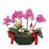 �ԥ��ꥹ�ޥ���[����ȥ�]�Ȥ������ڥ��顼�ѥå�������