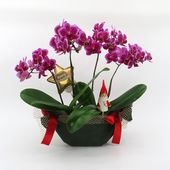 �ԥ��ꥹ�ޥ���[����ȥ��ȡ���]�ȥե쥢�ڥۥ磻�ȥѥå�������