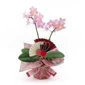 �Ԥ������[�١����å�]�ԥ奢�ԥ�(2��Ω��)�ڥ��顼�ѥå�������