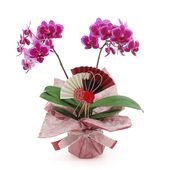 �Ԥ������[�١����å�]�ȥե쥢(2��Ω��)�ڥ��顼�ѥå�������