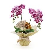 �Ԥ������[�ȡ���]��(����������)(2��Ω��)�ڥȡ���ѥå�������