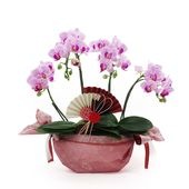 �Ԥ������[����ȥ�]���ȥ饤�ץѡ��ץ�ڥ��顼�ѥå�������