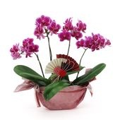 �Ԥ������[����ȥ��ȡ���]�ȥե쥢�ڥۥ磻�ȥѥå�������