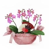 �Ԥ������[����ȥ�]�֥��å���ԥ󥯡ڥ��顼�ѥå�������