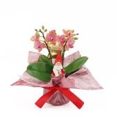 �ԥ��ꥹ�ޥ���[�١����å�]�������������ͥå�(2��Ω��)�ڥ��顼�ѥå�������