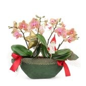 �ԥ��ꥹ�ޥ���[����ȥ�]�������������ͥåȡڥ��顼�ѥå�������