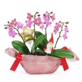 �ԥ��ꥹ�ޥ���[����ȥ�]�֥��å���ԥ󥯡ڥ��顼�ѥå�������