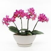 [����ȥ�]�Ȥ������ڥ��顼�ѥå�������