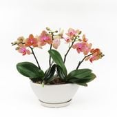 [����ȥ�]�������������ͥåȡڥ��顼�ѥå�������